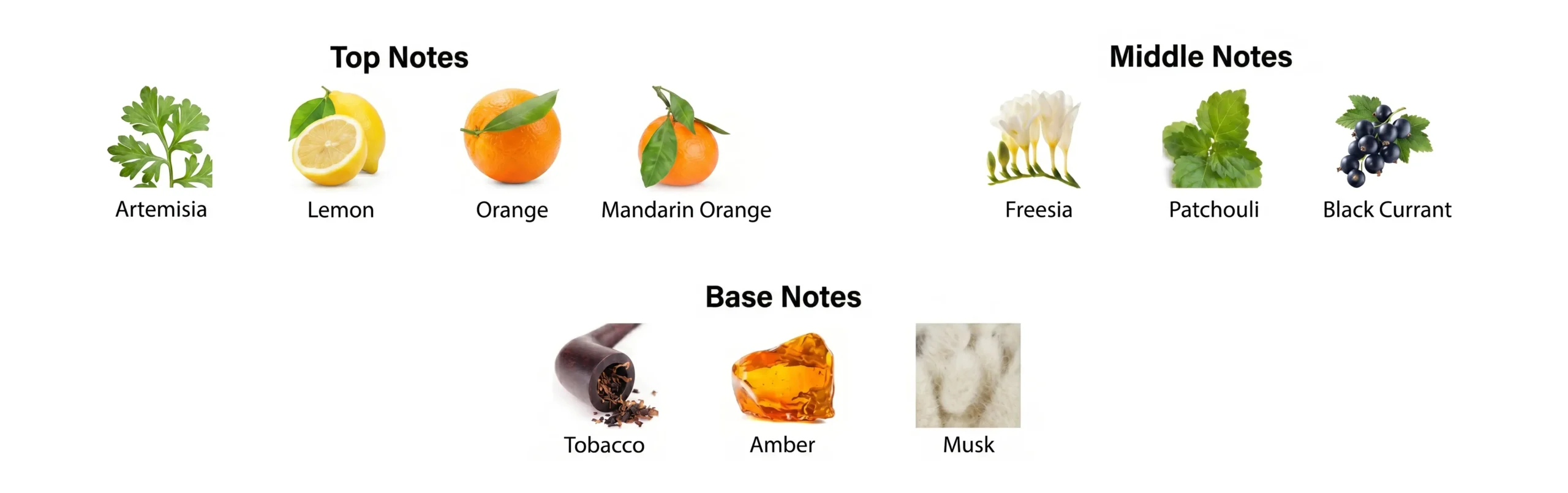 Fragrance Notes