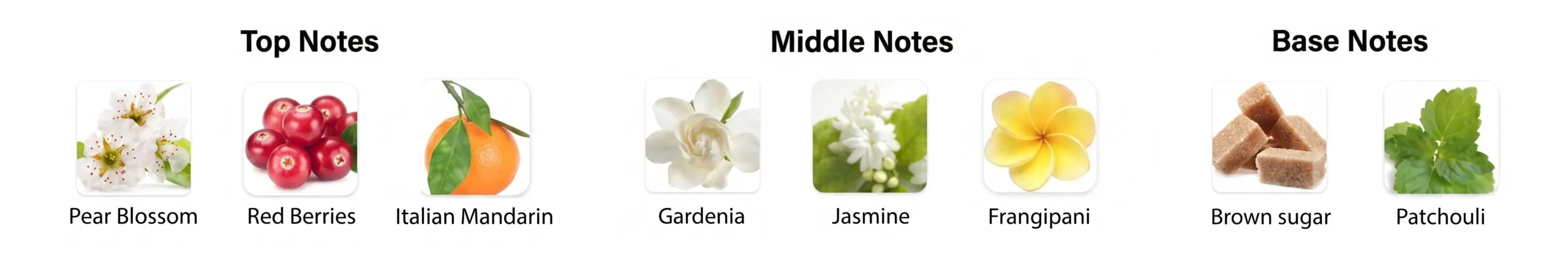 Fragrance Notes